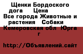 Щенки Бордоского дога.  › Цена ­ 30 000 - Все города Животные и растения » Собаки   . Кемеровская обл.,Юрга г.